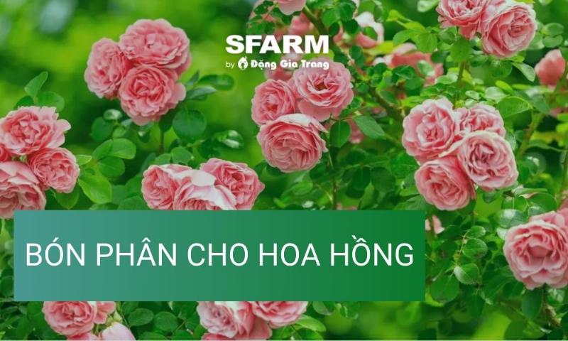 Hướng dẫn cách bón phân cho hoa hồng đúng cách tại gốc